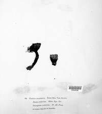 Urnula craterium image